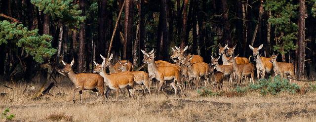 16 Hoge Veluwe, edelherten.jpg